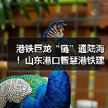 港铁巨龙“链”通陆海!山东港口智慧港铁建设硕果累累(图3) 港铁巨龙“链”通陆海!山东港口智慧港铁建设硕果累累(图3)