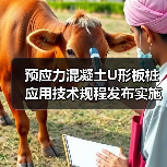 预应力混凝土U形板桩应用技术规程发布实施(图4) 预应力混凝土U形板桩应用技术规程发布实施(图4)