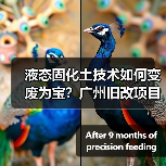 液态固化土技术如何变废为宝？广州旧改项目破解施工难题（图2）